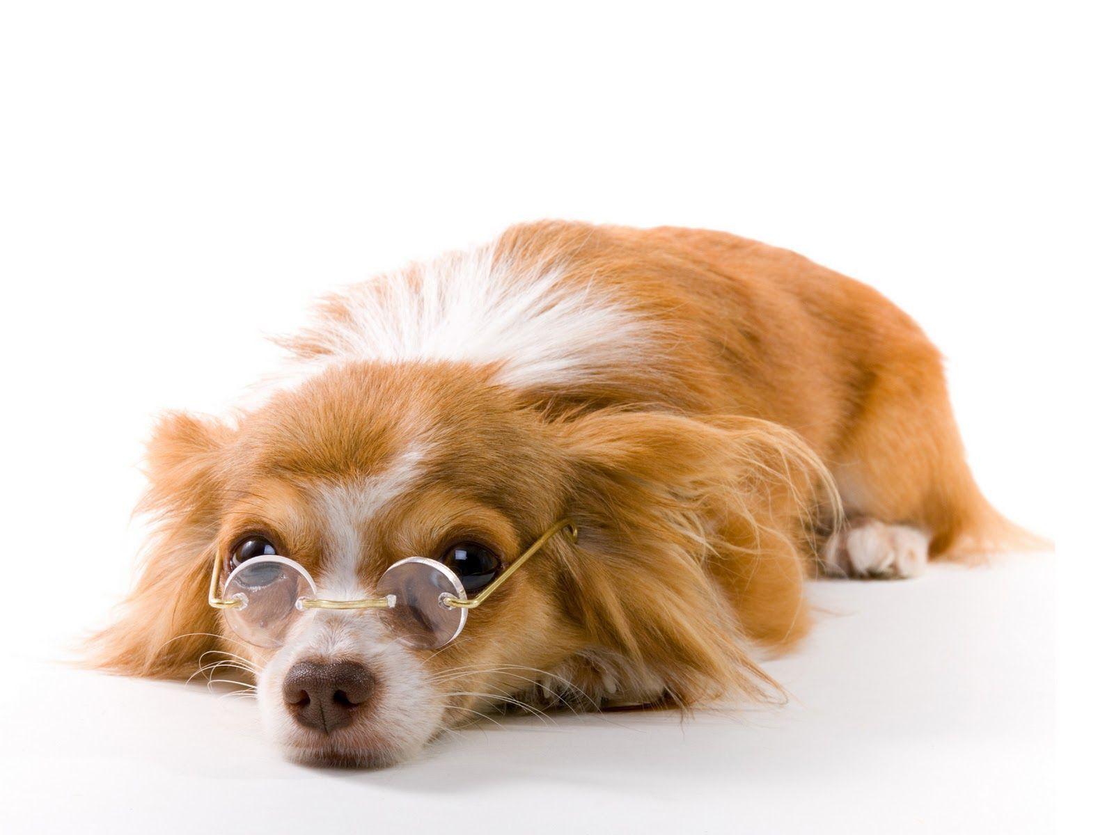1600x1200 Best HD Funny Dog Wallpaper Dog Desktop Background