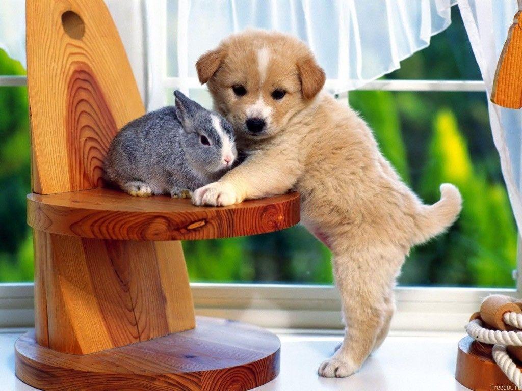 1024x768 Free download All Wallpaper Funny Dogs Wallpaper [1024x768]