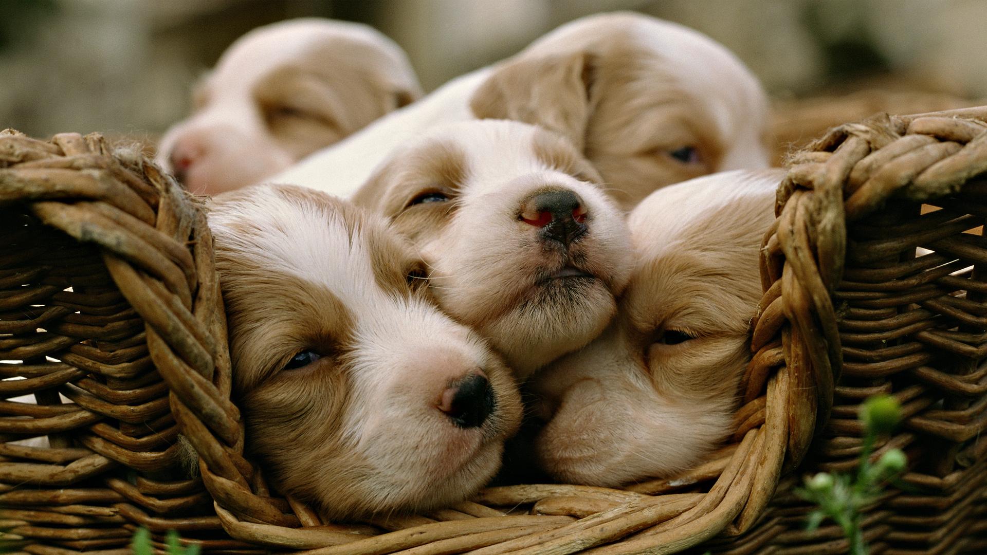 1920x1080 Funny Dog Desktop Wallpaper (1920x1080)