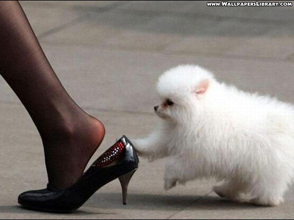 1024x768 Free download Funny Dogs Wallpaper 8079 HD Wallpaper in Funny