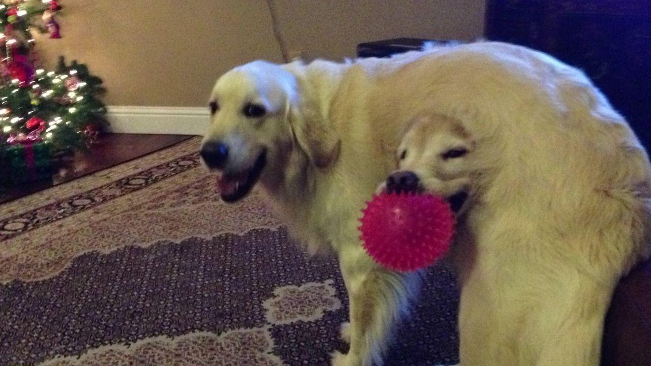 1280x720 Funny dog manager Wallpaper HD, HD Desktop Wallpaper 1280x720