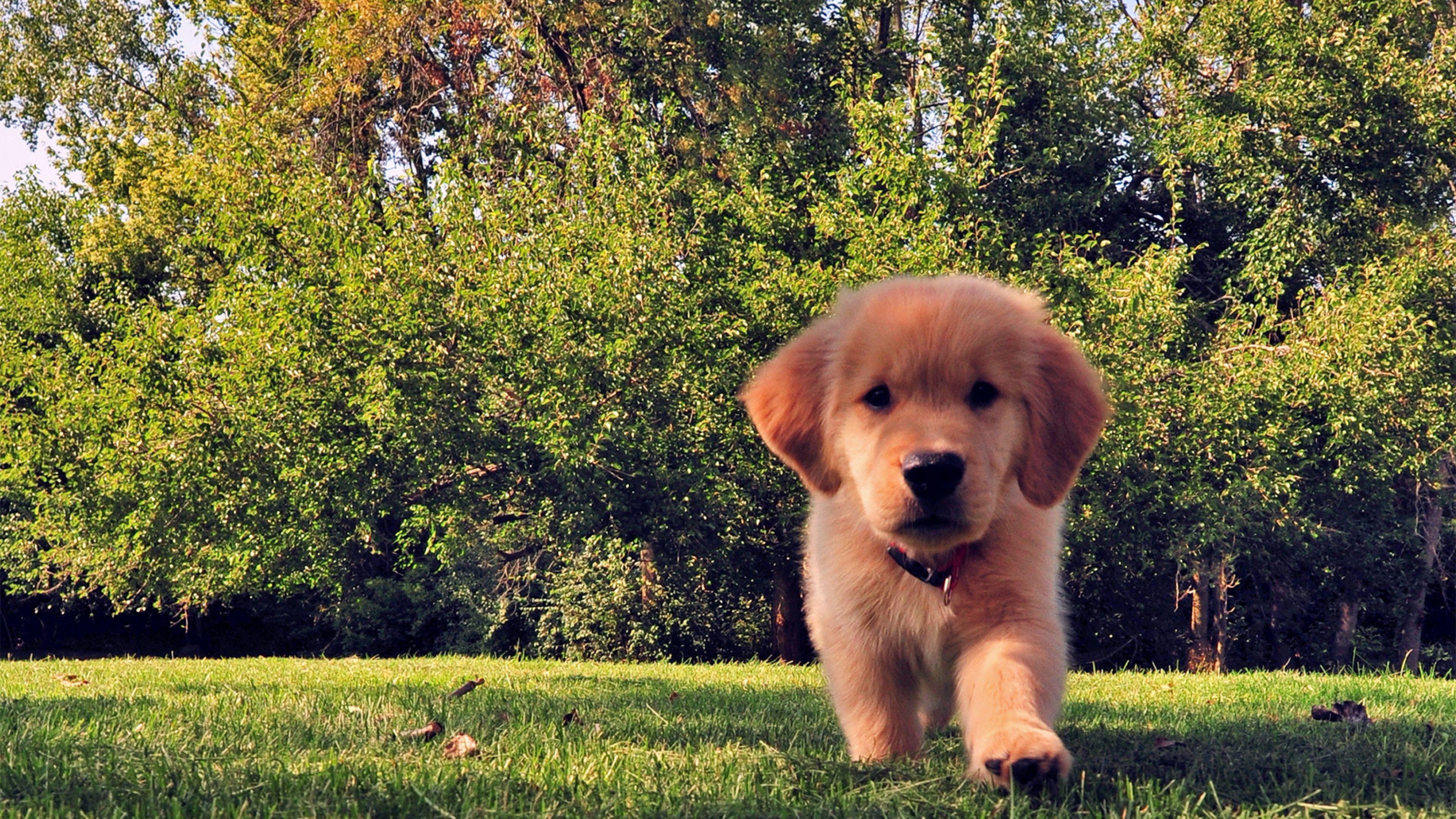 3840x2160 4k Ultra HD Funny Wallpaper Hd, Desktop Background