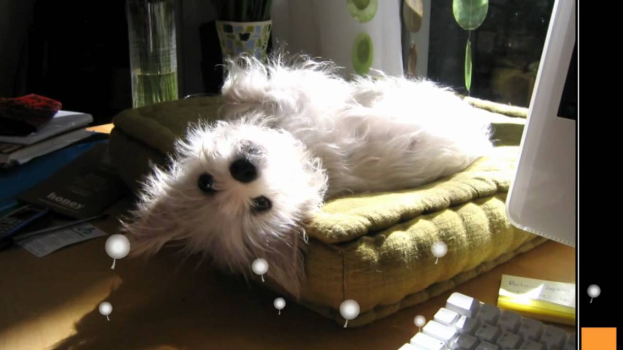 1280x720 Free download Funny Dog Animations 1 Desktop Wallpaper 1280x720