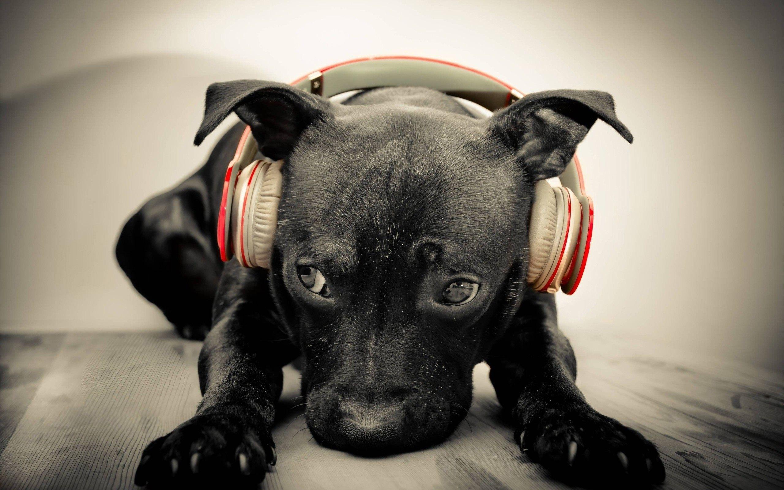 2560x1600 Funny Dog Wallpaper HD Desktop Wallpaper Cool Image HD