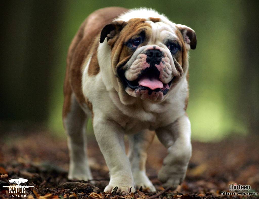 1024x786 Free download Cool Dog Wallpaper Cool dog desktop wallpaper