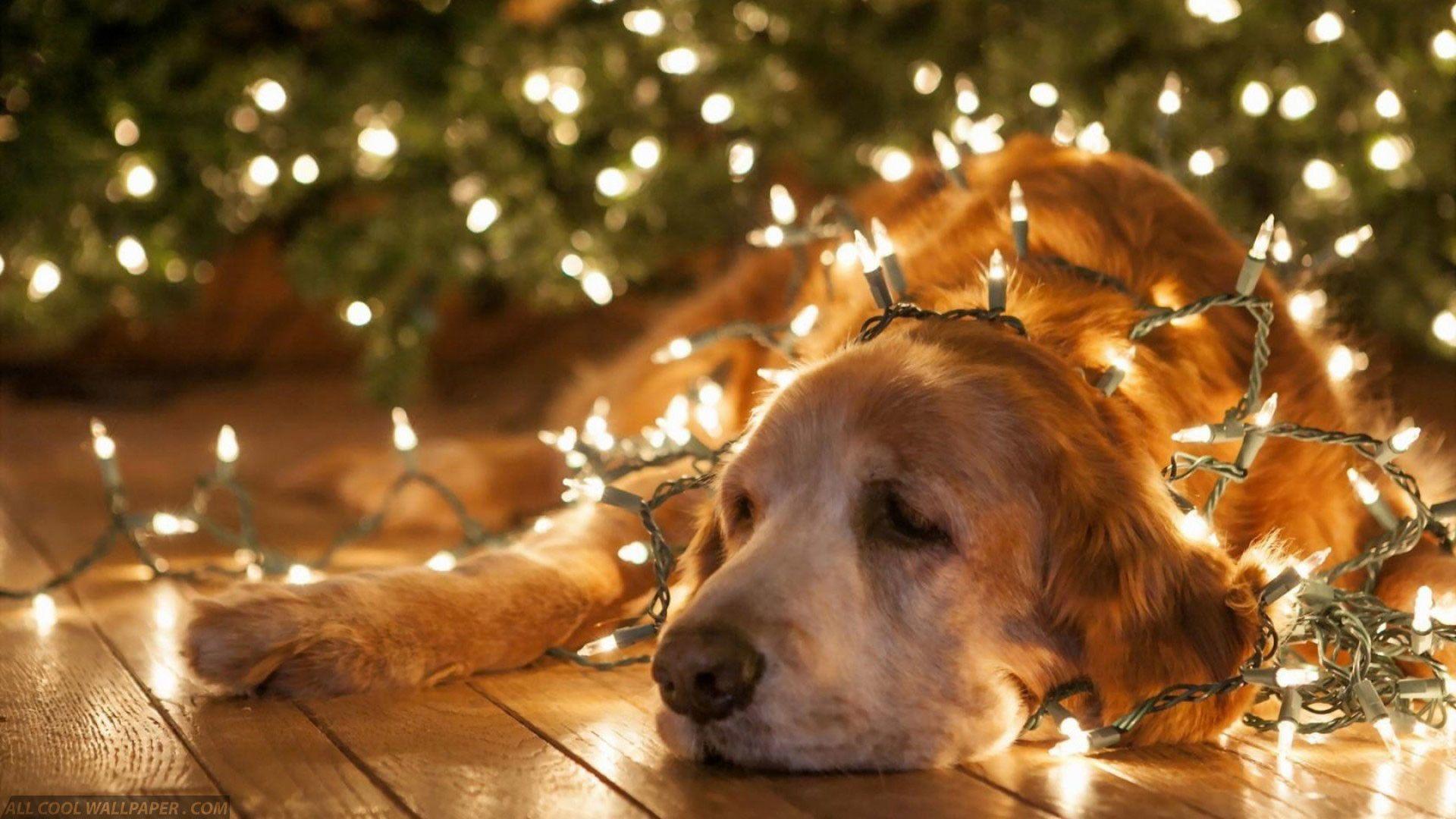 1920x1080 HD Funny Animal Wallpaper 1080p