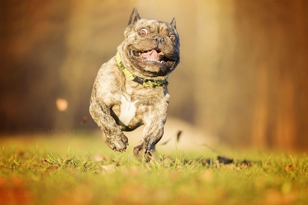 1280x853 Desktop Wallpaper French Bulldog Dogs Run Funny Grass Animals