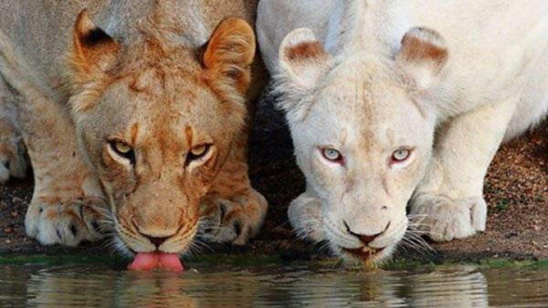 1920x1080 2 Lions Drink Water Hd Free Wallpaper For Desktops