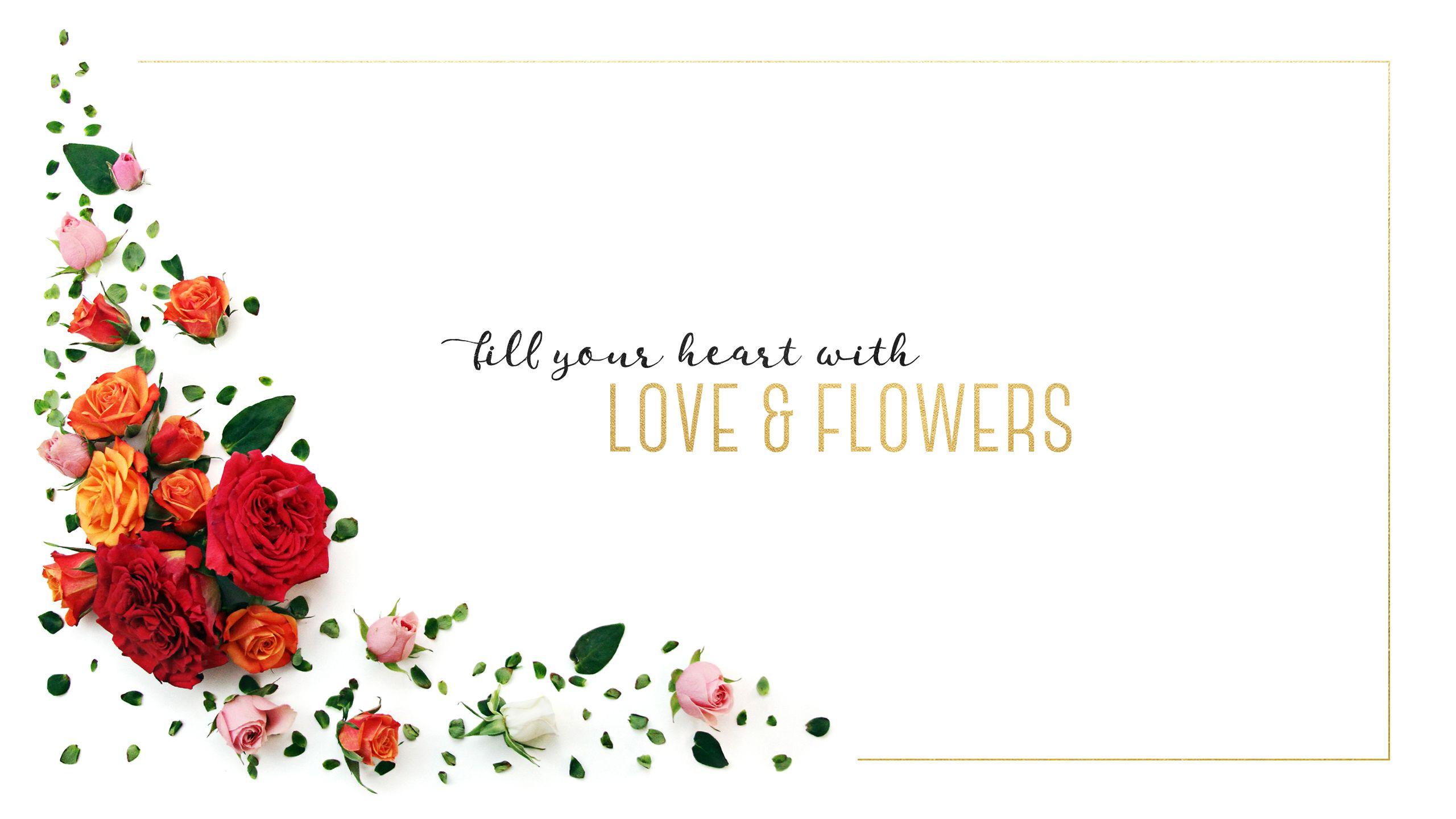 2560x1440 Rose Background To Celebrate Every Day