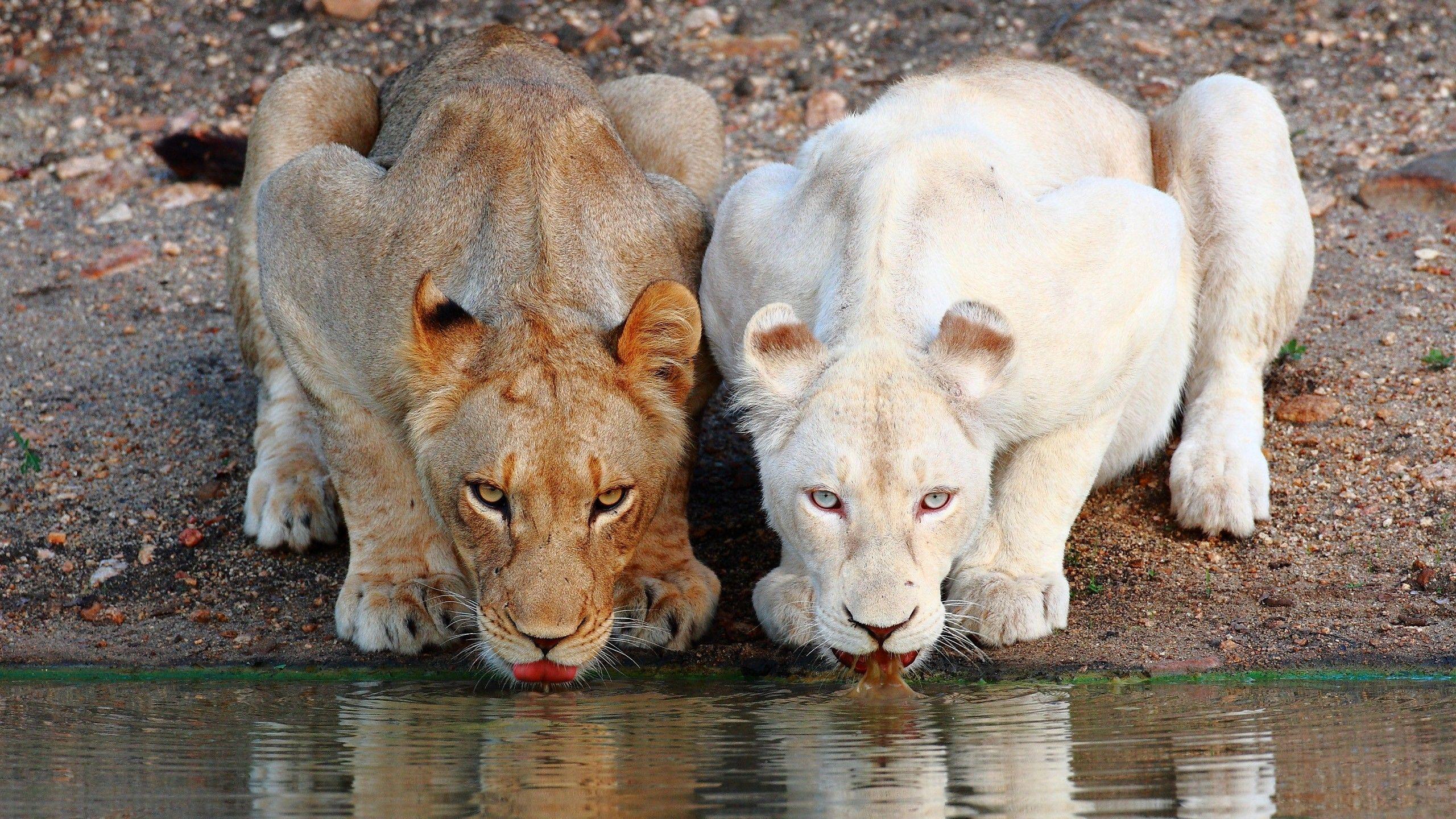 2560x1440 White Lion and Lion Drink Water Superb Wallpaper