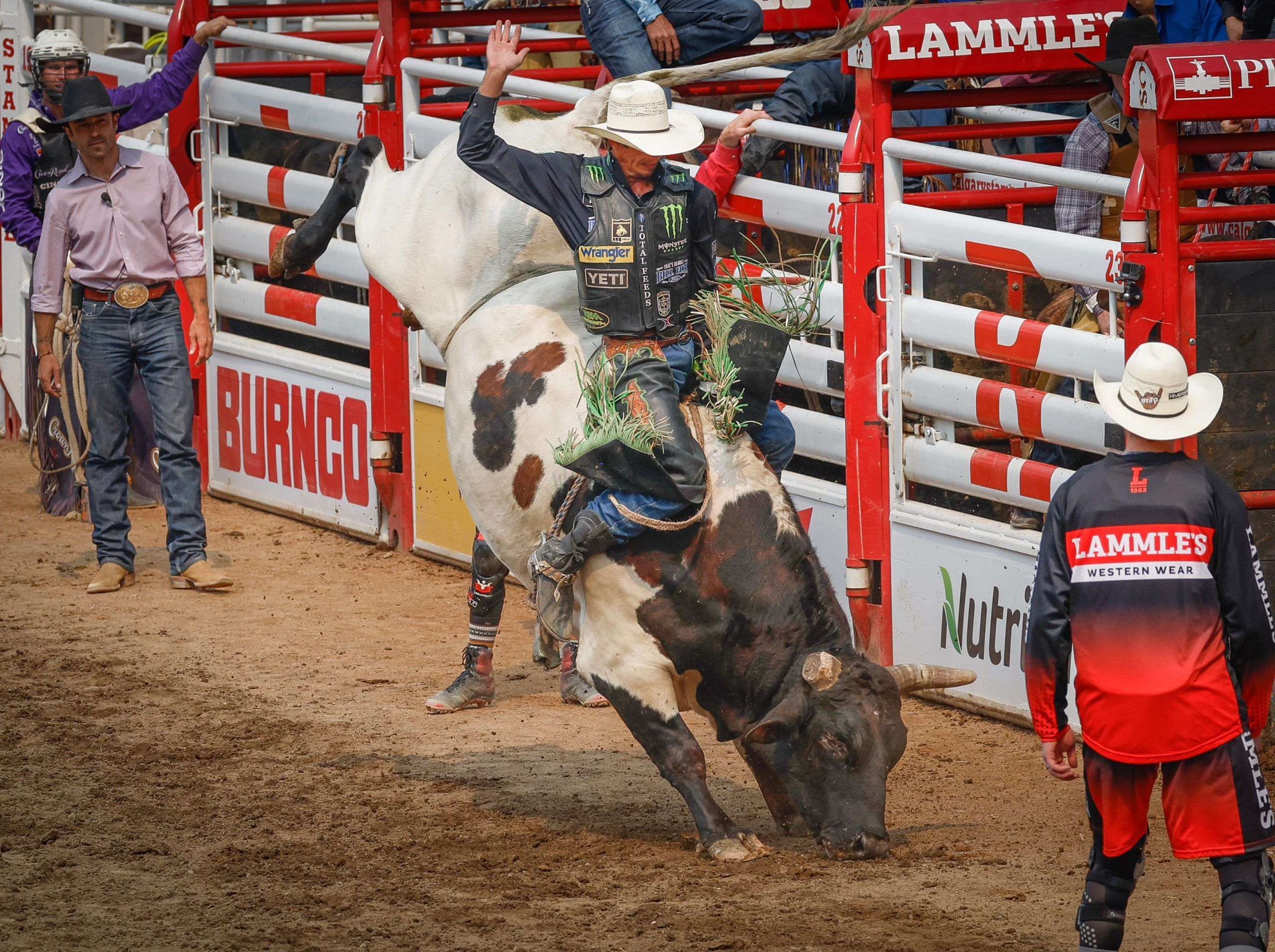 2560x1912 J.B. Mauney Is One Tough Bull