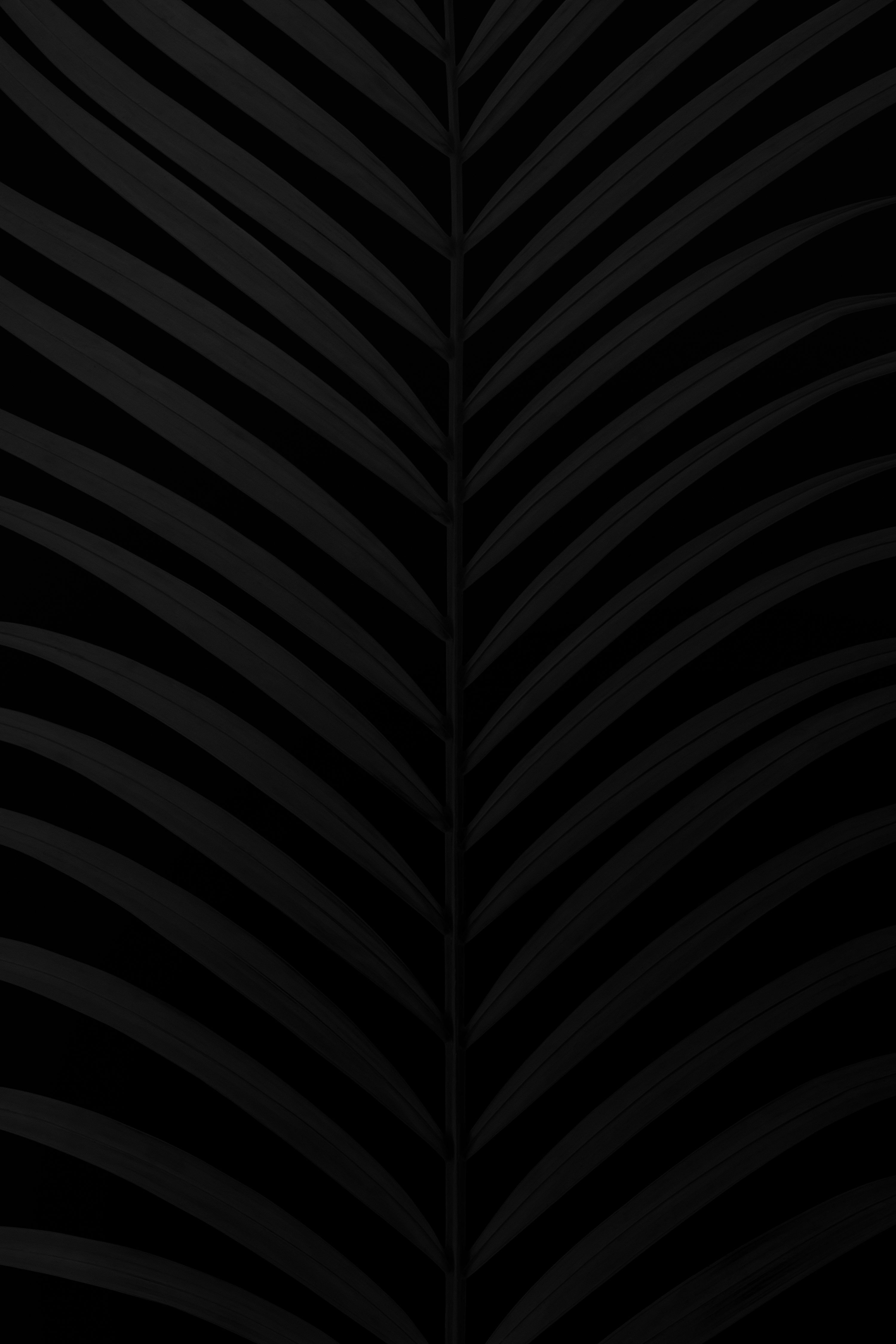 3000x4500 Black Wallpaper: Free HD Download [4K]
