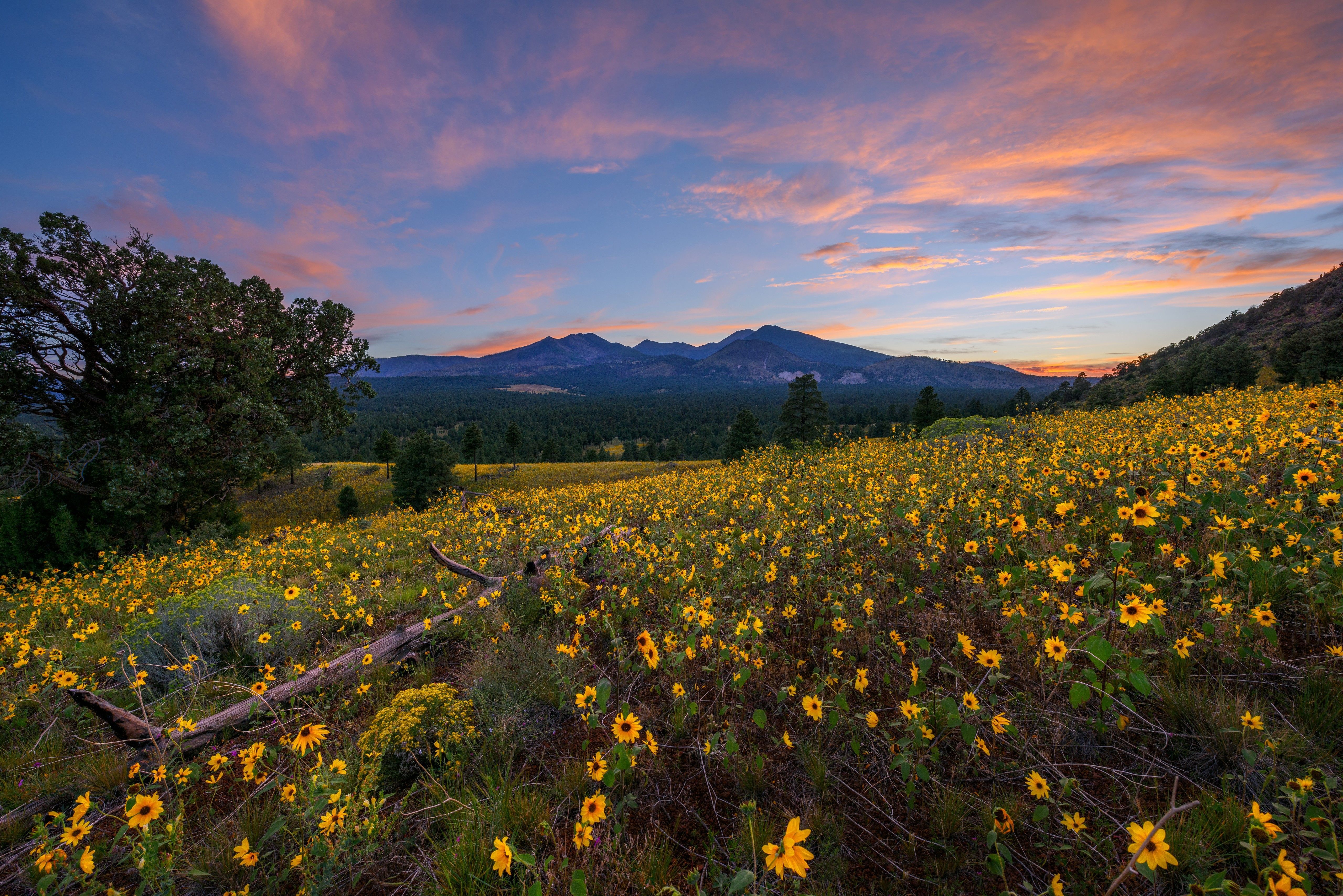 5120x3417 Flagstaff Wallpaper