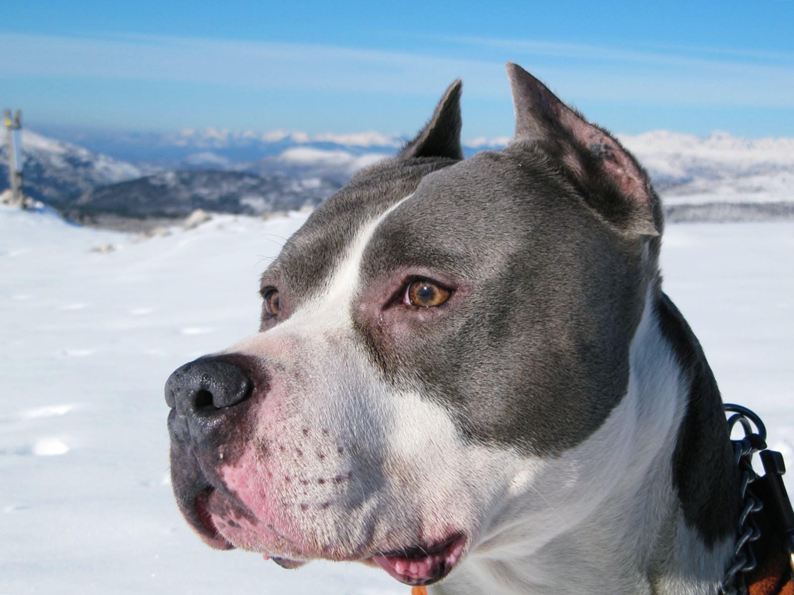 1600x1200 American Staffordshire Terrier Wallpaper
