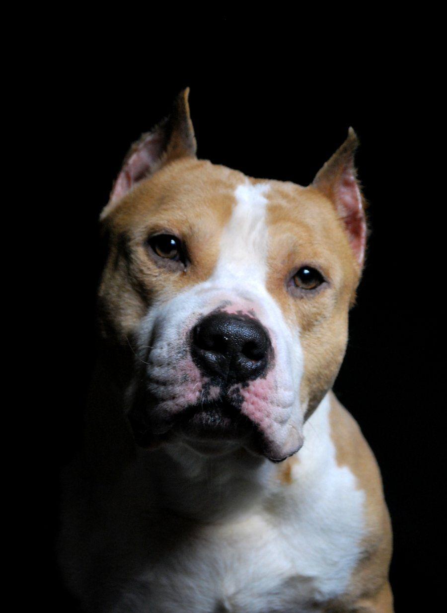 900x1234 Free download American Staffordshire Terrier wallpaper 15 online