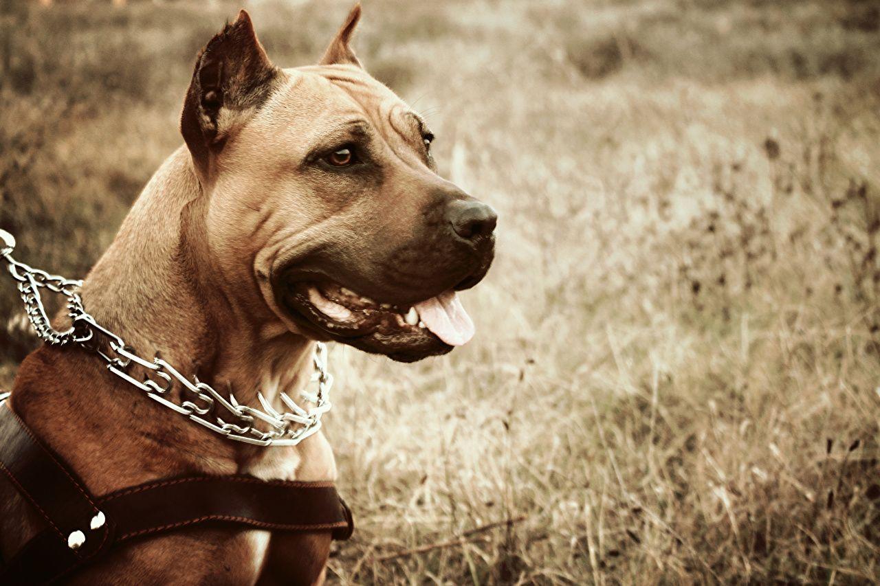 1280x853 Free download Image Amstaff Dogs Animals [1280x853]