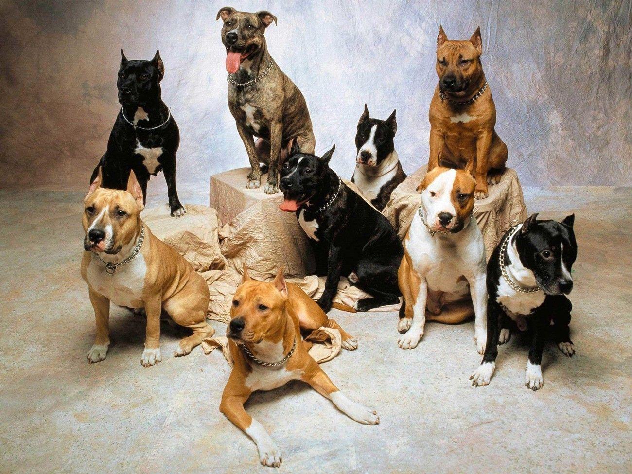 1300x975 Pitbull American Staffordshire Terrier Wallpaper. Australian dog