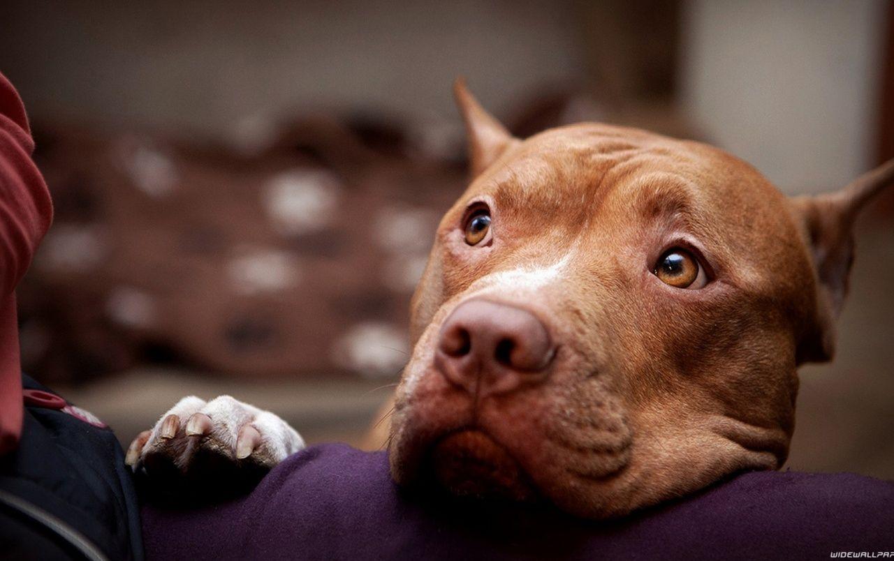 1280x804 American Pitbull Terrier wallpaper. American Pitbull Terrier