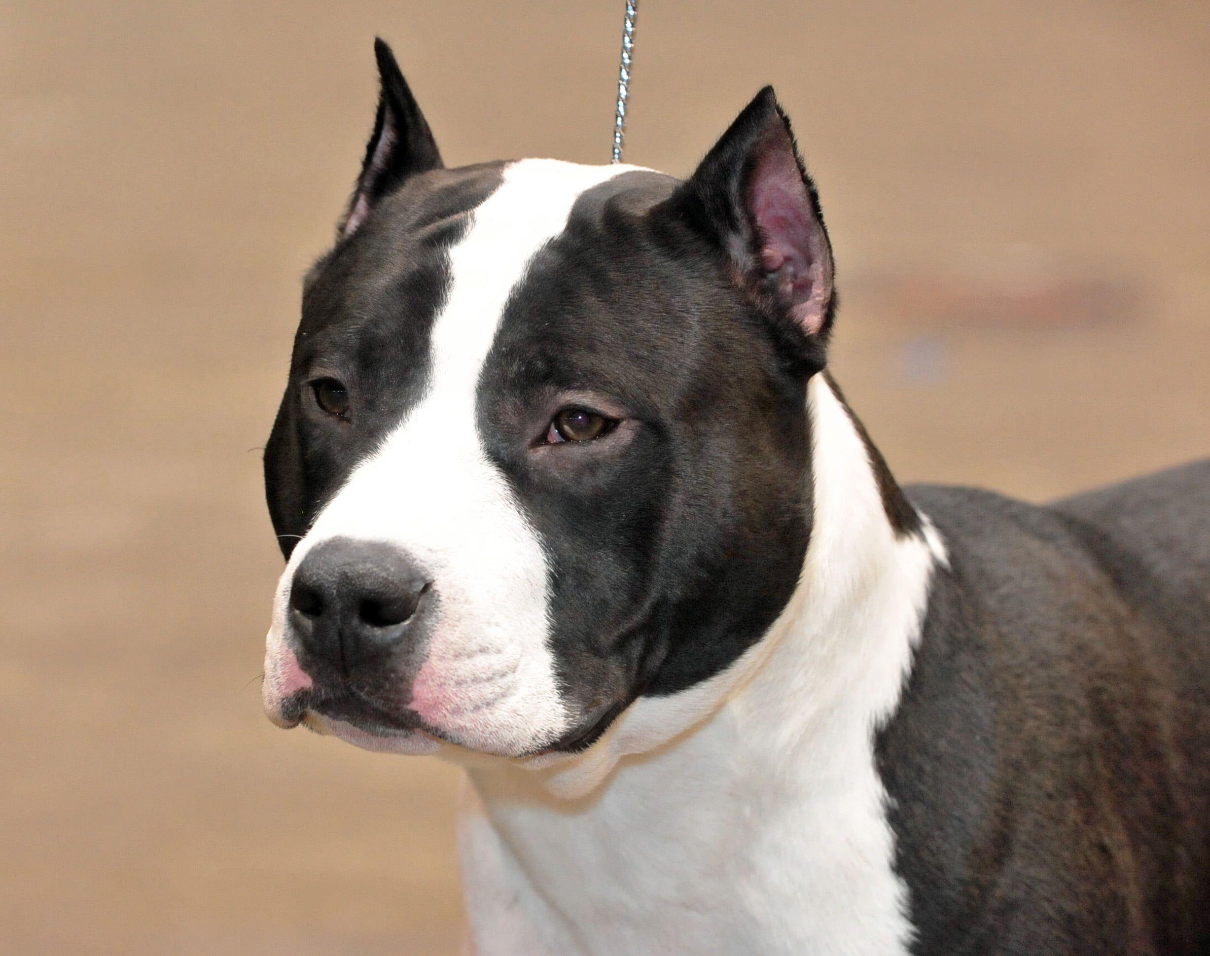 2454x1939 Close photo of black and white American Staffordshire terrier HD