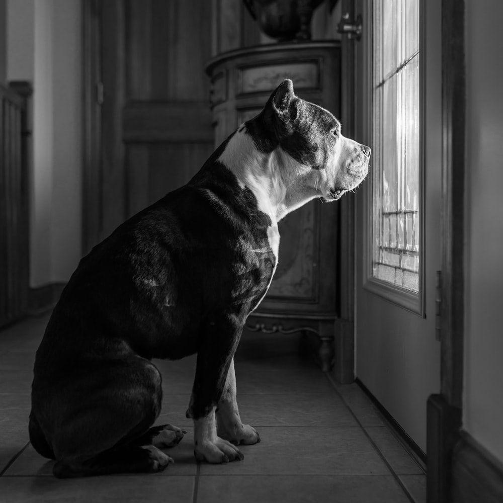 1000x1000 American Bully Picture. Download Free Image