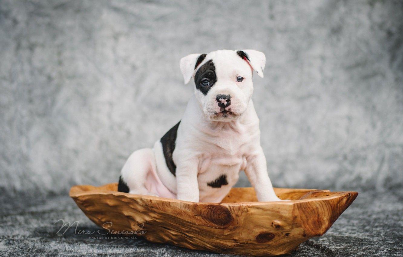 1332x850 Free download Wallpaper dog puppy amstaff American Staffordshire