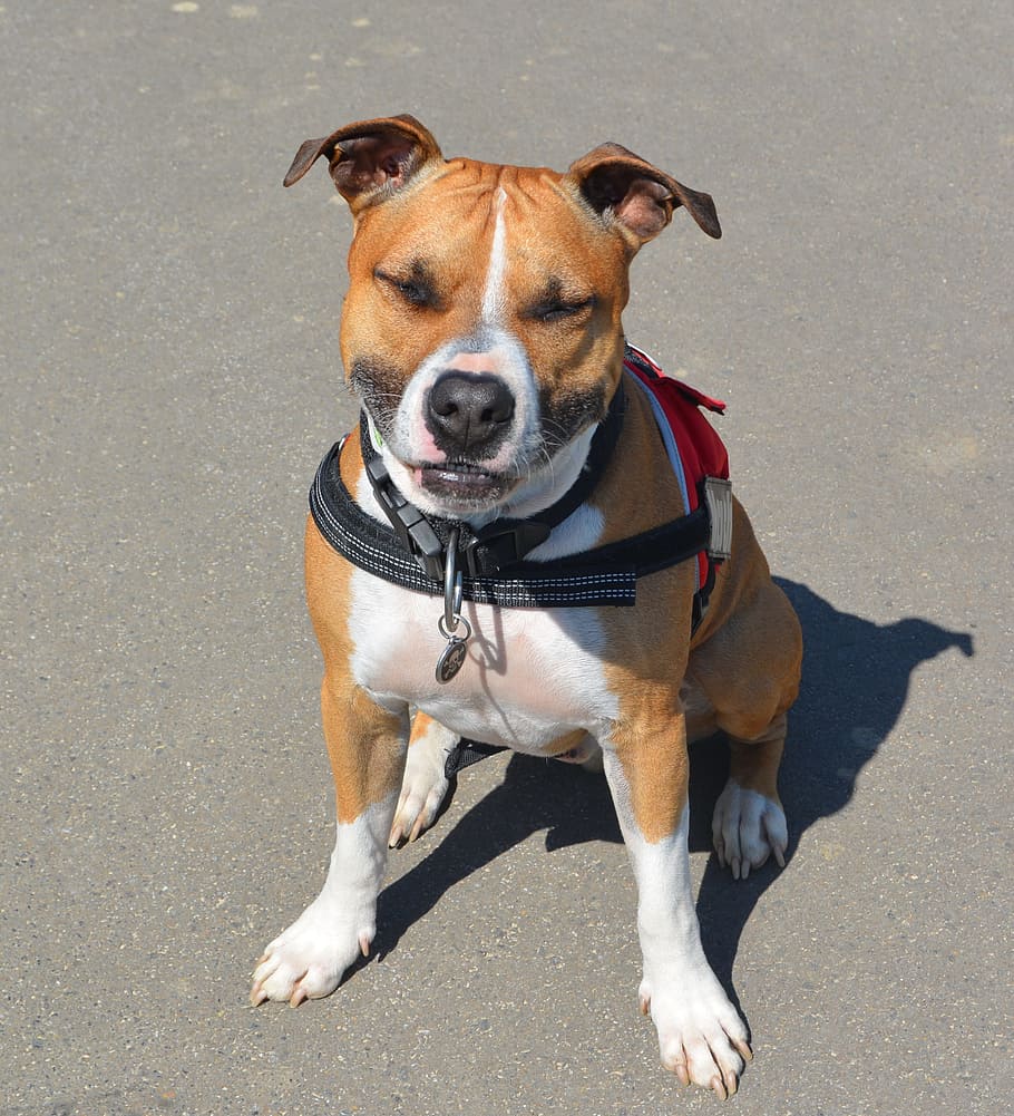 910x1001 HD wallpaper: American Staffordshire Terrier, Amstaff, pitbull
