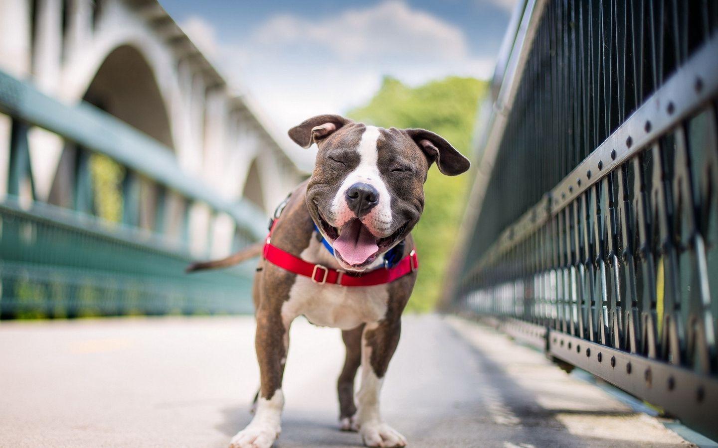 1440x900 Download wallpaper 1440x900 dog, smile, american staffordshire