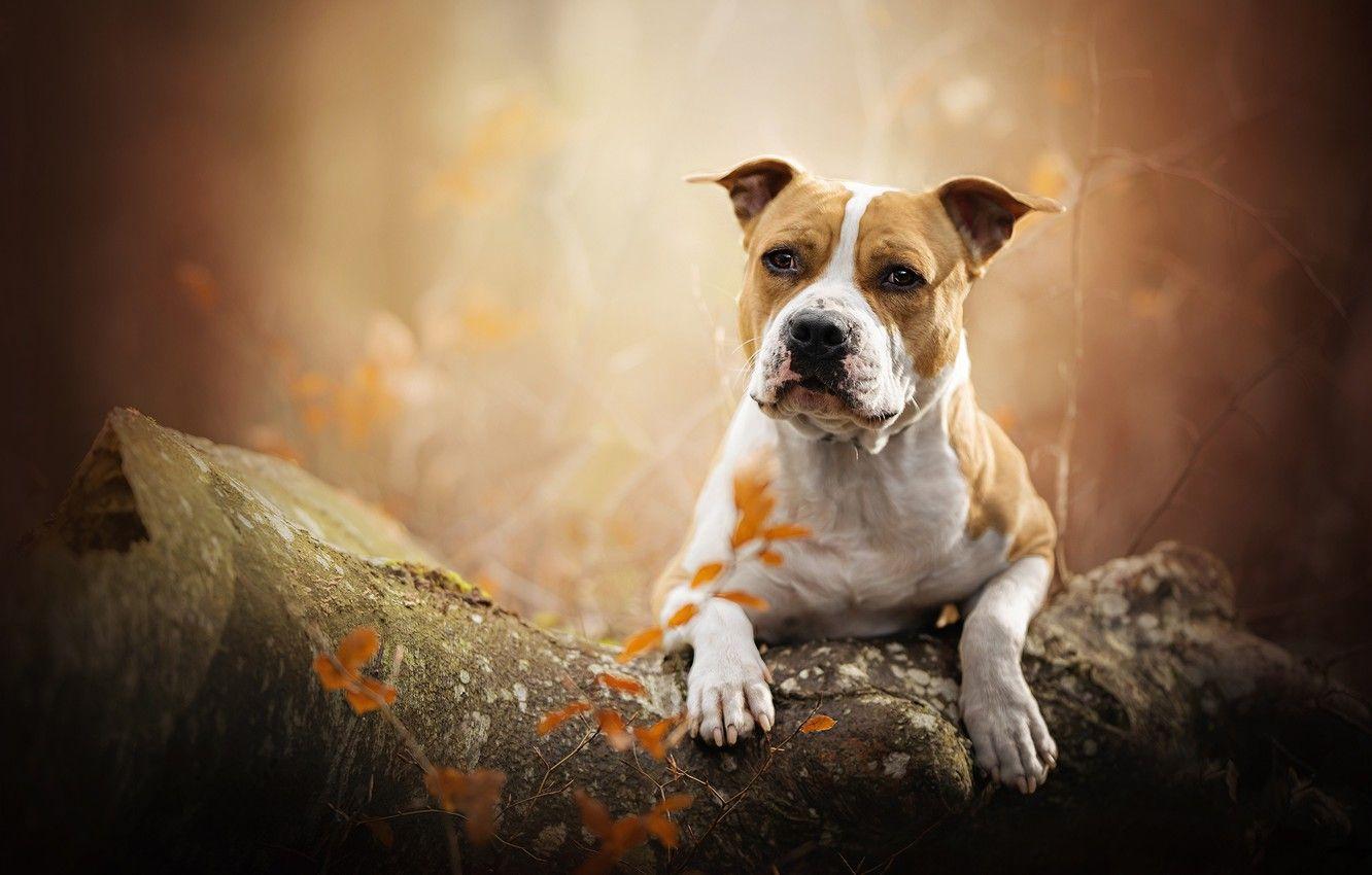 1332x850 Wallpaper autumn, portrait, dog, log, bokeh, American