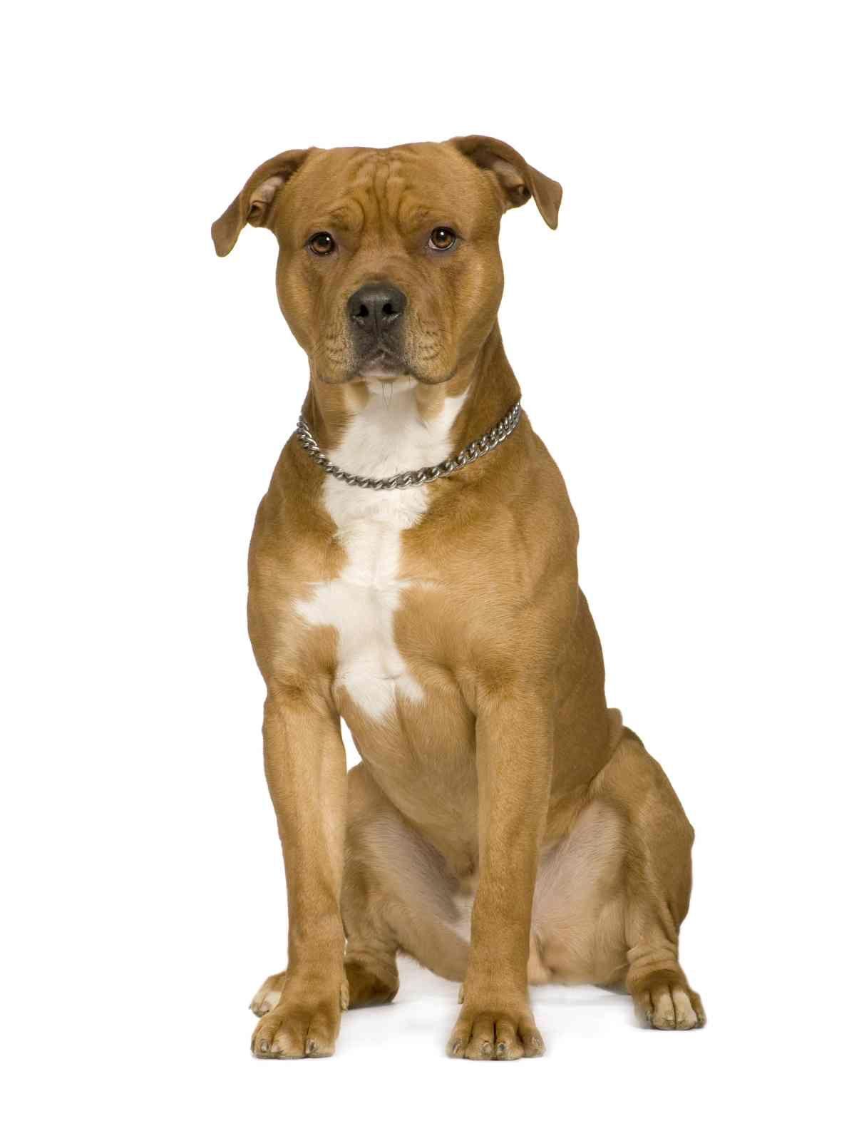 1205x1593 American Staffordshire Terrier portret photo and wallpaper
