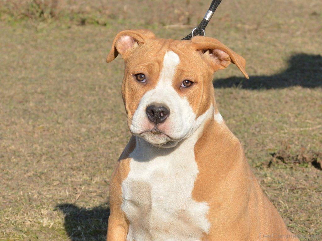 1024x768 Wallpaper Of American Staffordshire Terrier