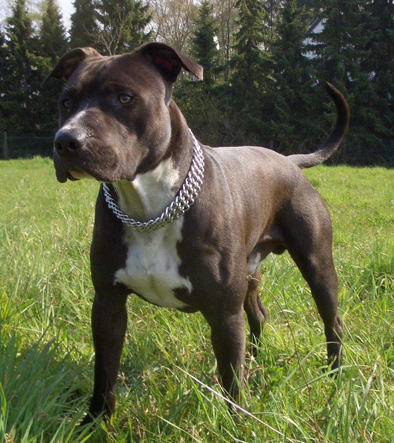 1280x1440 american staffordshire terrier. American Staffordshire Terrier