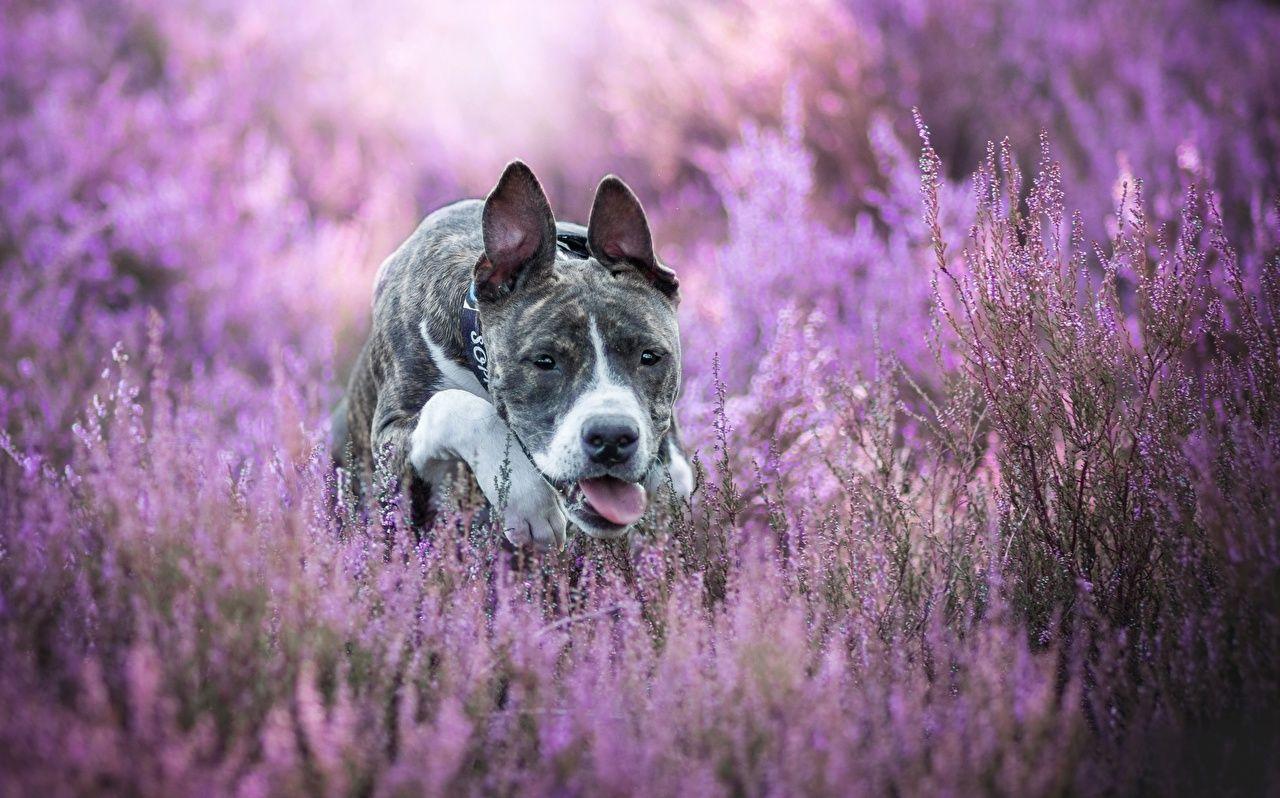 1280x798 Photos Amstaff dog Tongue animal