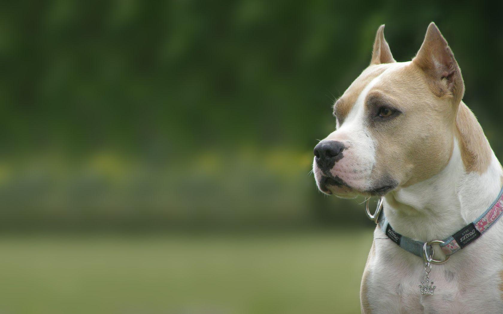 1680x1050 Free download Best 49 Amstaff Wallpaper Amstaff