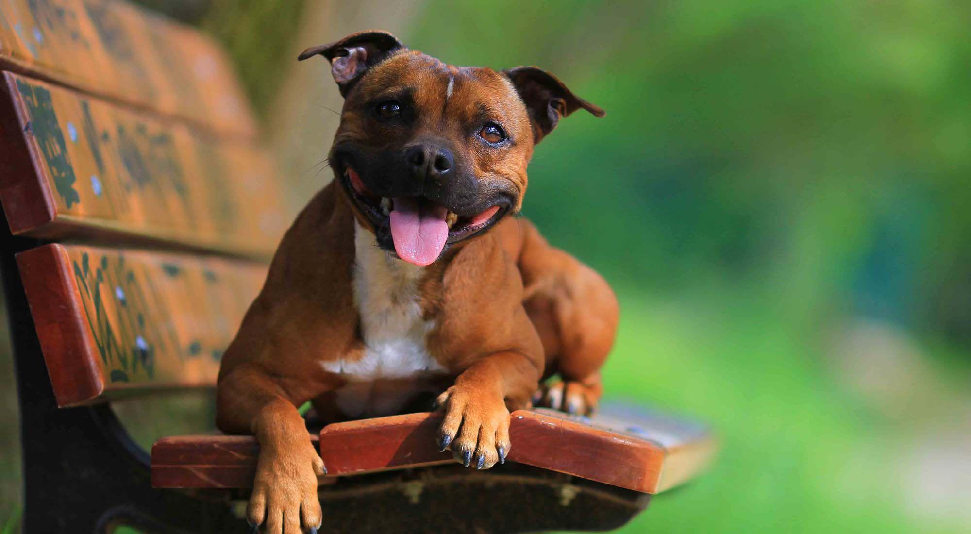 2000x1100 Staffordshire Bull Terrier 4k Bullterrier, HD