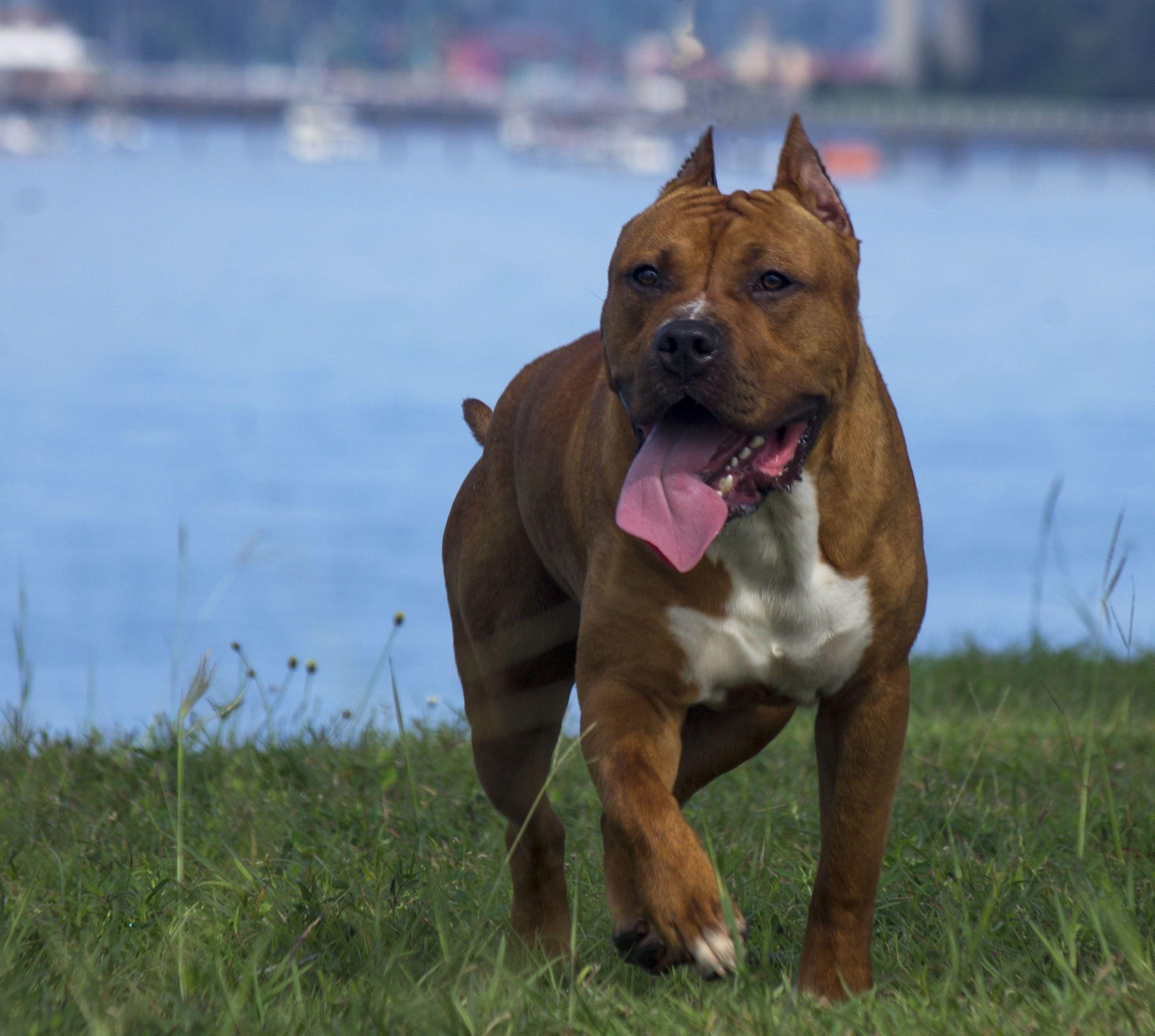 2806x2518 brindle white and black american pit bull terrier free image