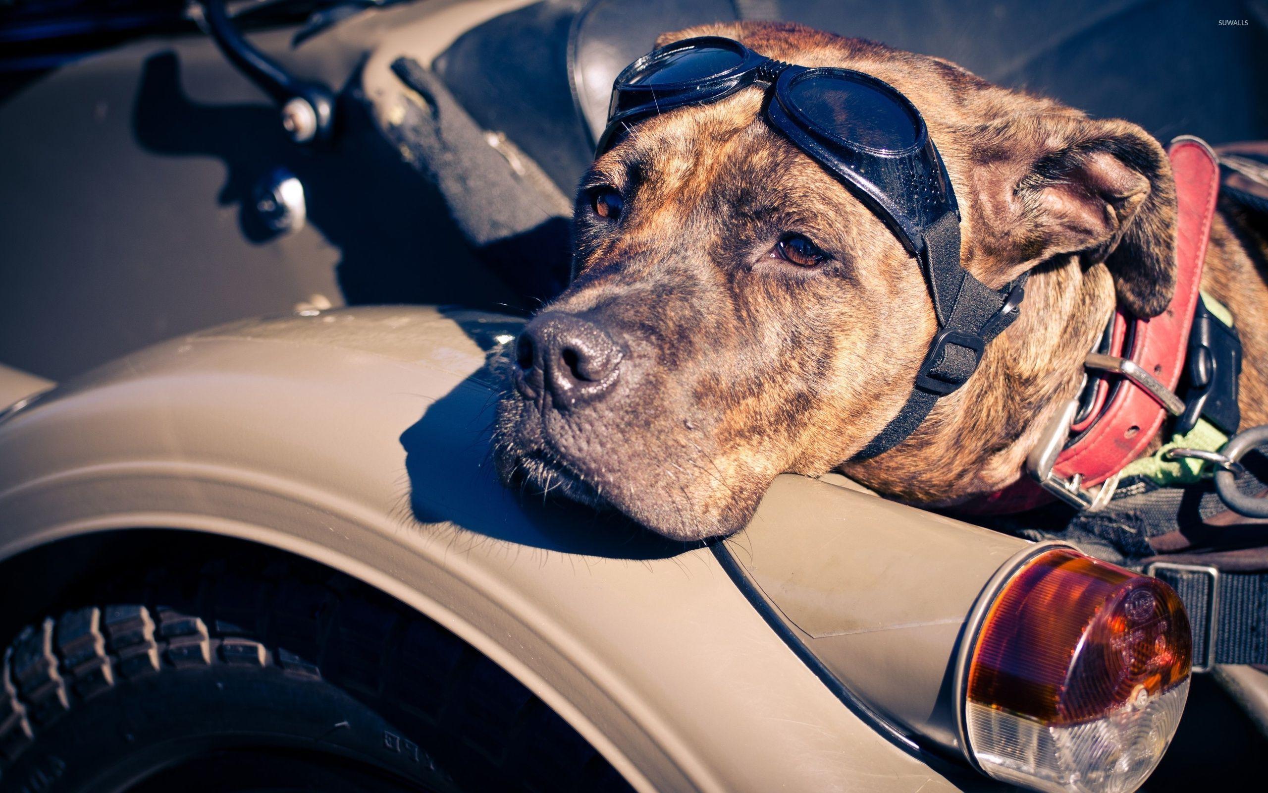 2560x1600 American Staffordshire Terrier wallpaper wallpaper
