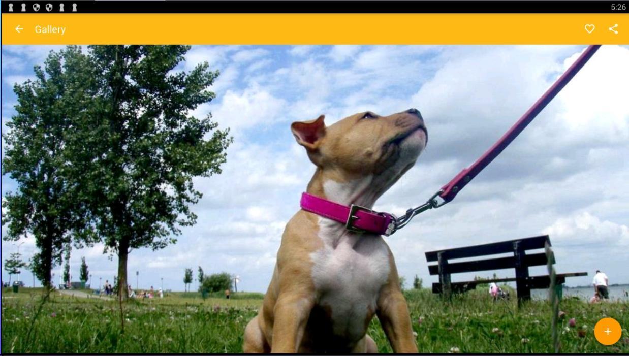 1238x701 American Staffordshire Terrier Dog Wallpaper for Android