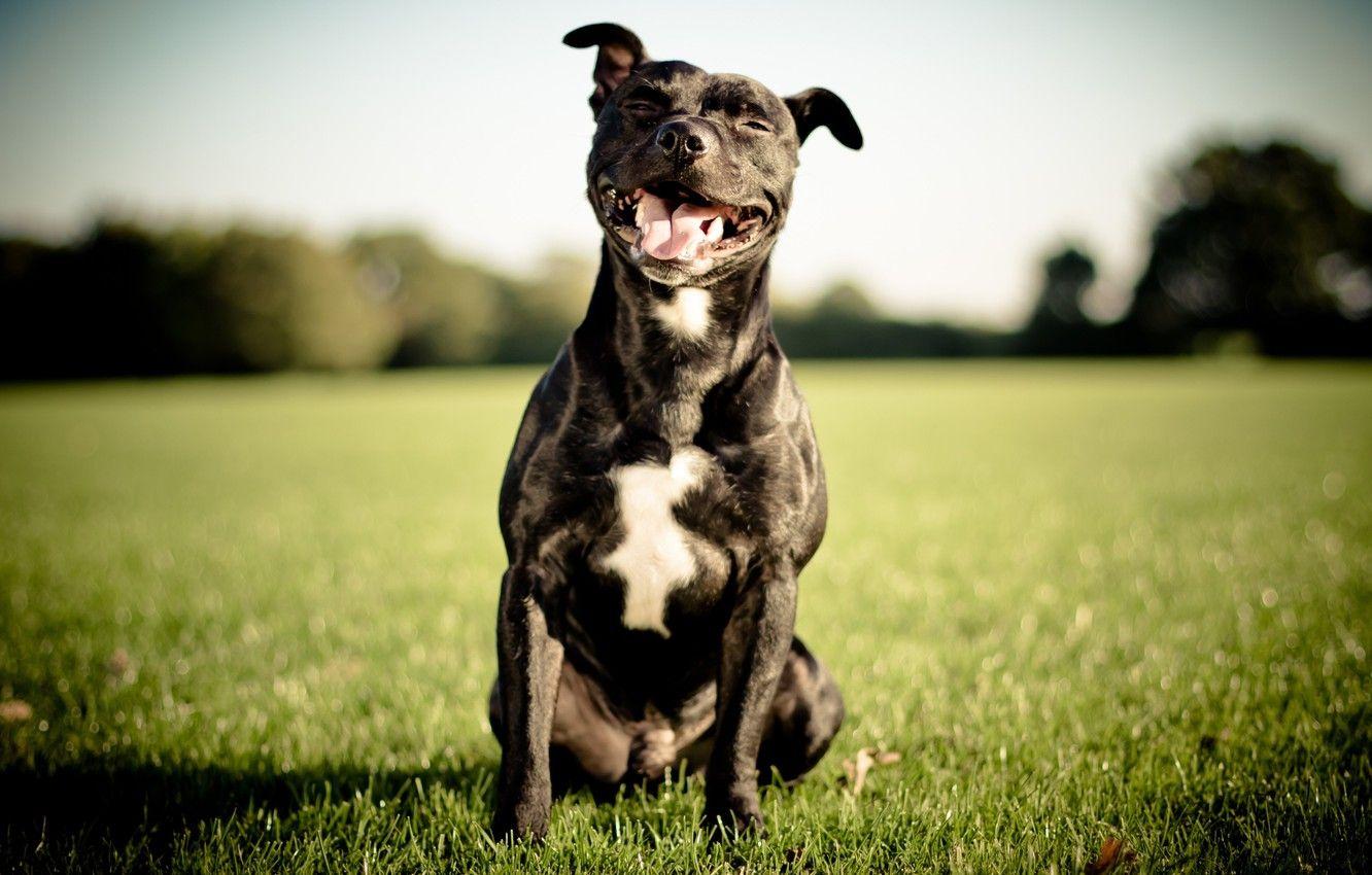 1332x850 Photo Wallpaper Smile, Dog, English Staffordshire Bull