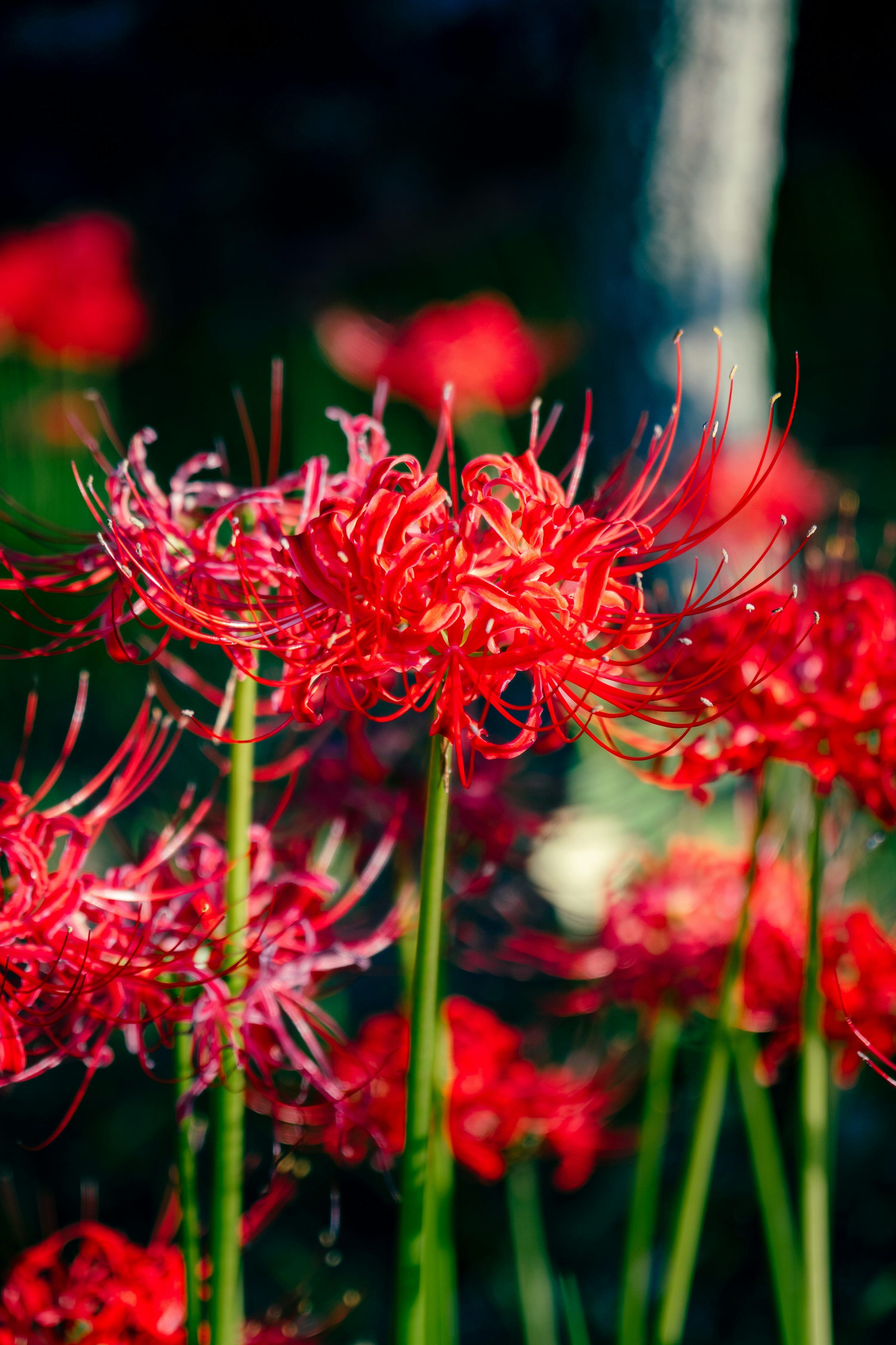 3000x4500 Spider Lily Picture. Download Free Image