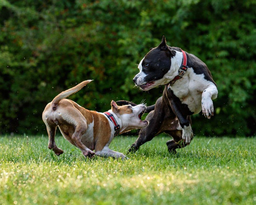 1000x800 American Staffordshire Terrier Picture. Download Free Image