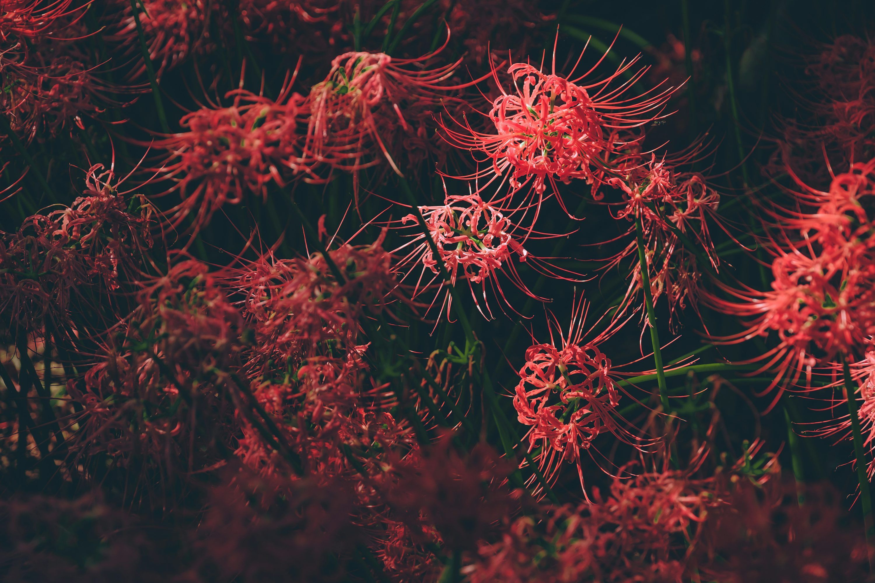 3000x2000 Spider Lily Picture. Download Free Image