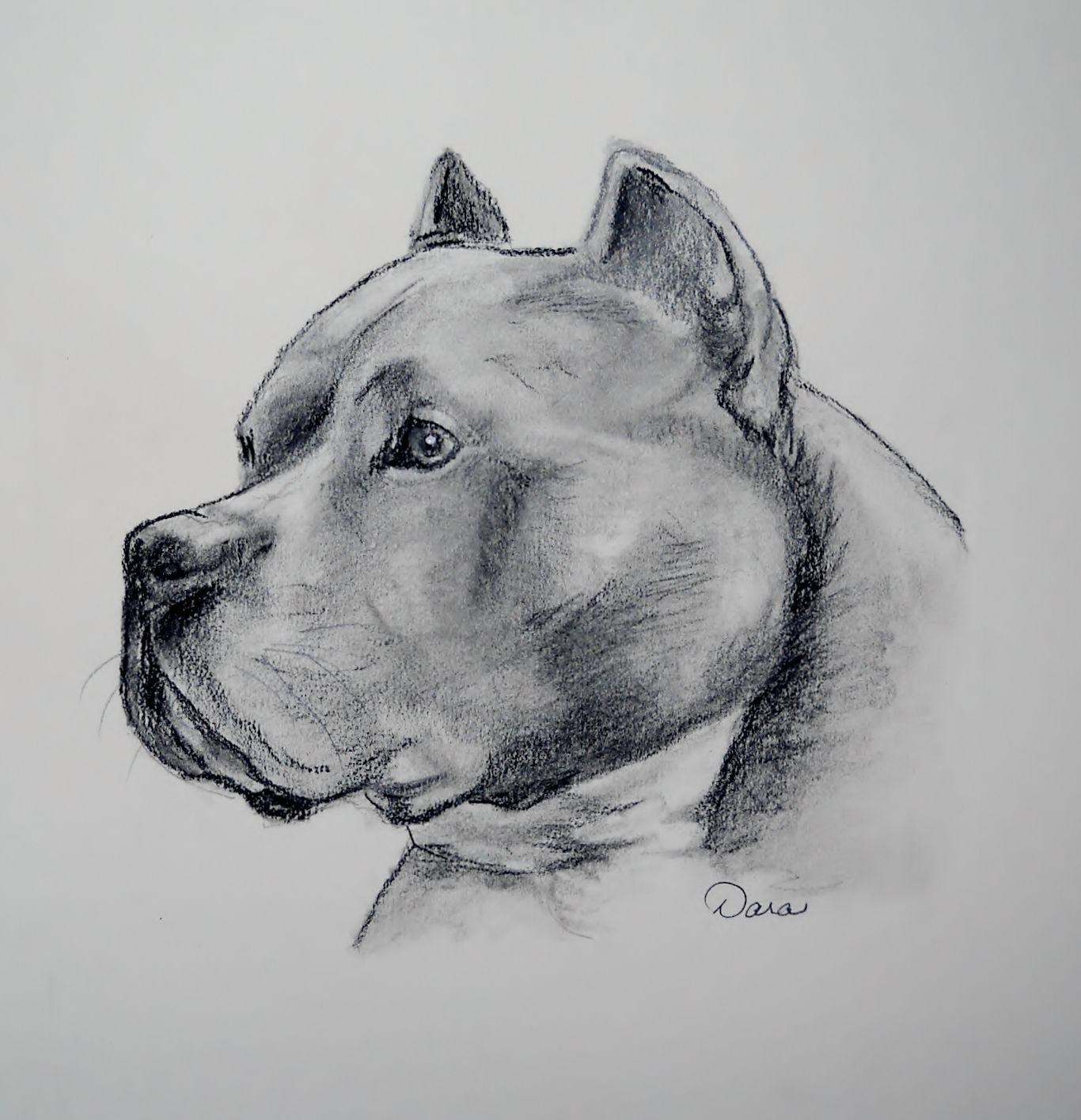 1366x1416 Drawn American Staffordshire Terrier photo and wallpaper