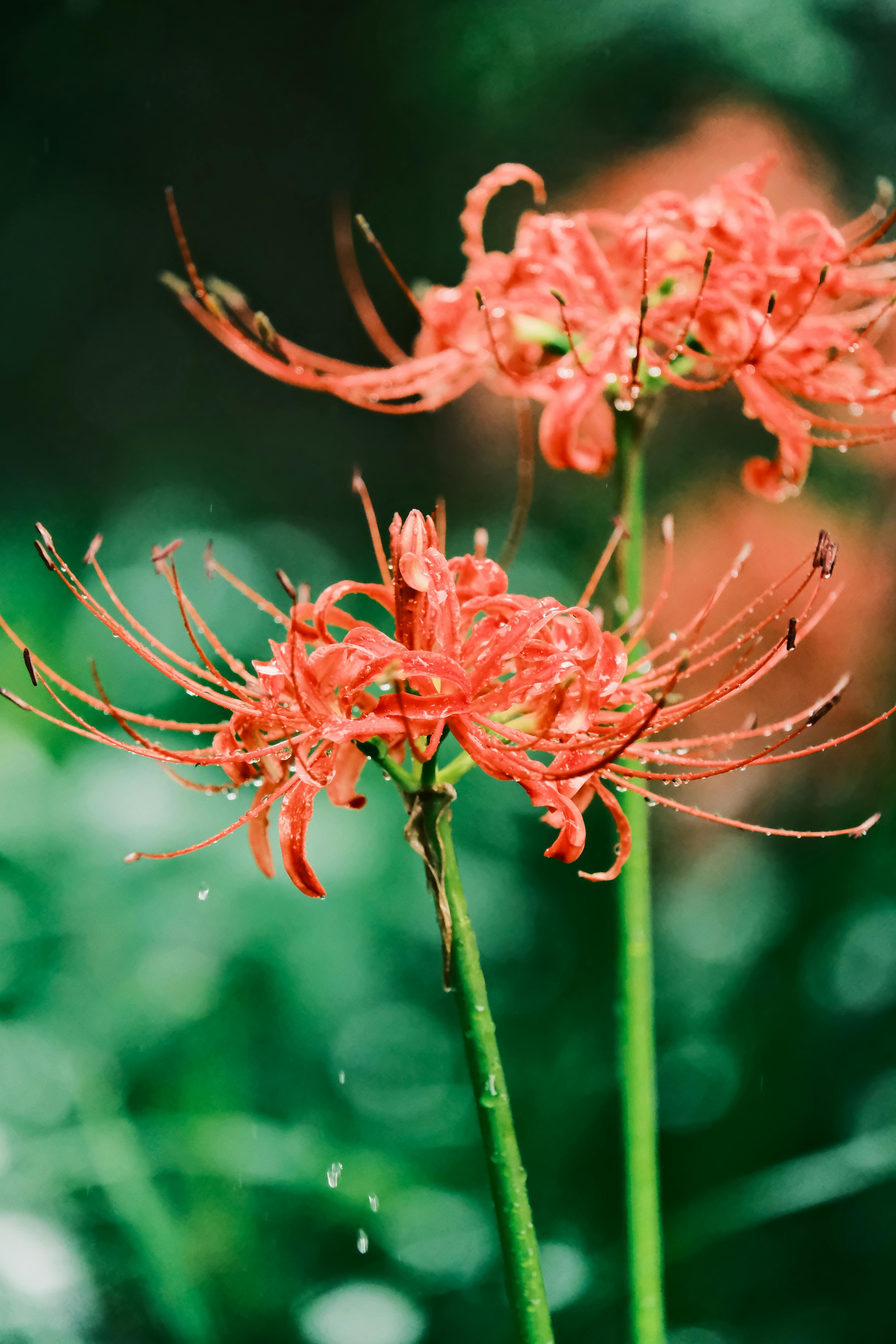 4160x6240 Red Spider Lily Photo, Download The BEST Free Red Spider Lily & HD Image