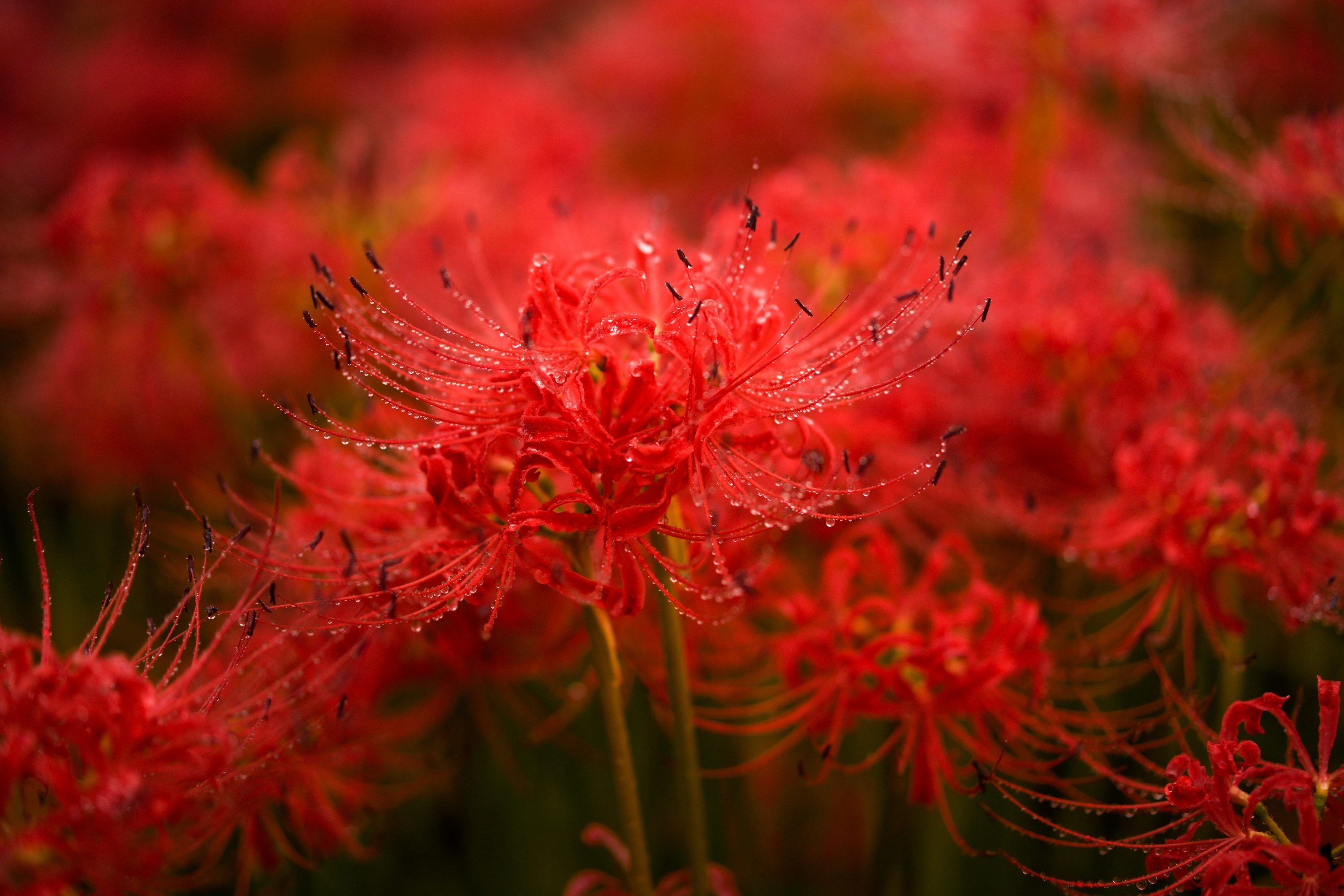 3000x2000 Spider Lily Picture. Download Free Image