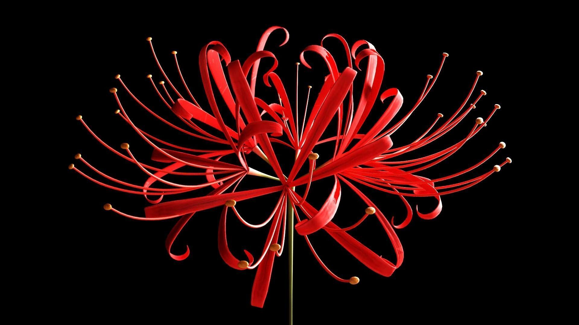 1920x1080 Higanbana (Red Spider Lily)