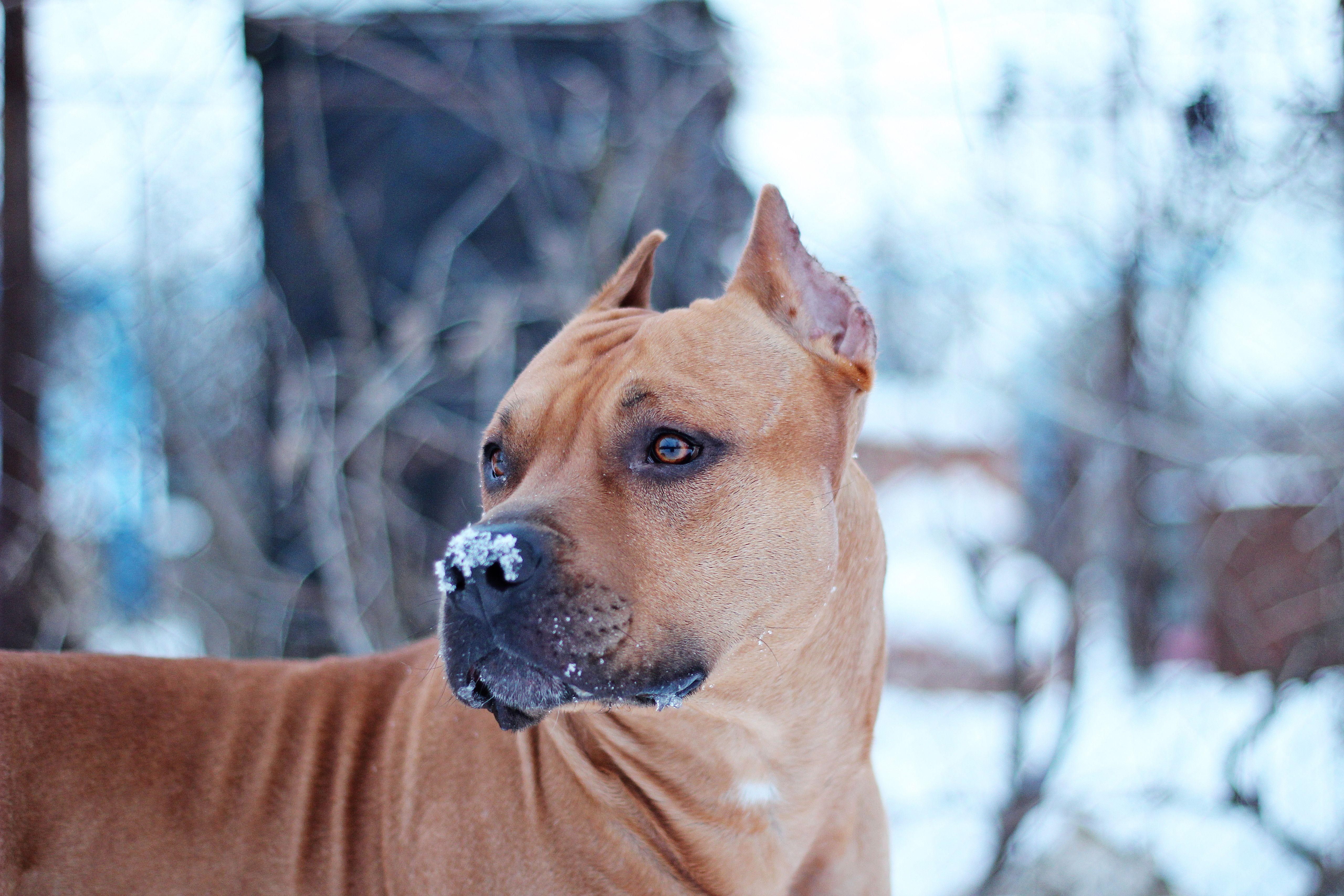 5120x3413 Wallpaper American Staffordshire Terrier. Watch dogs background