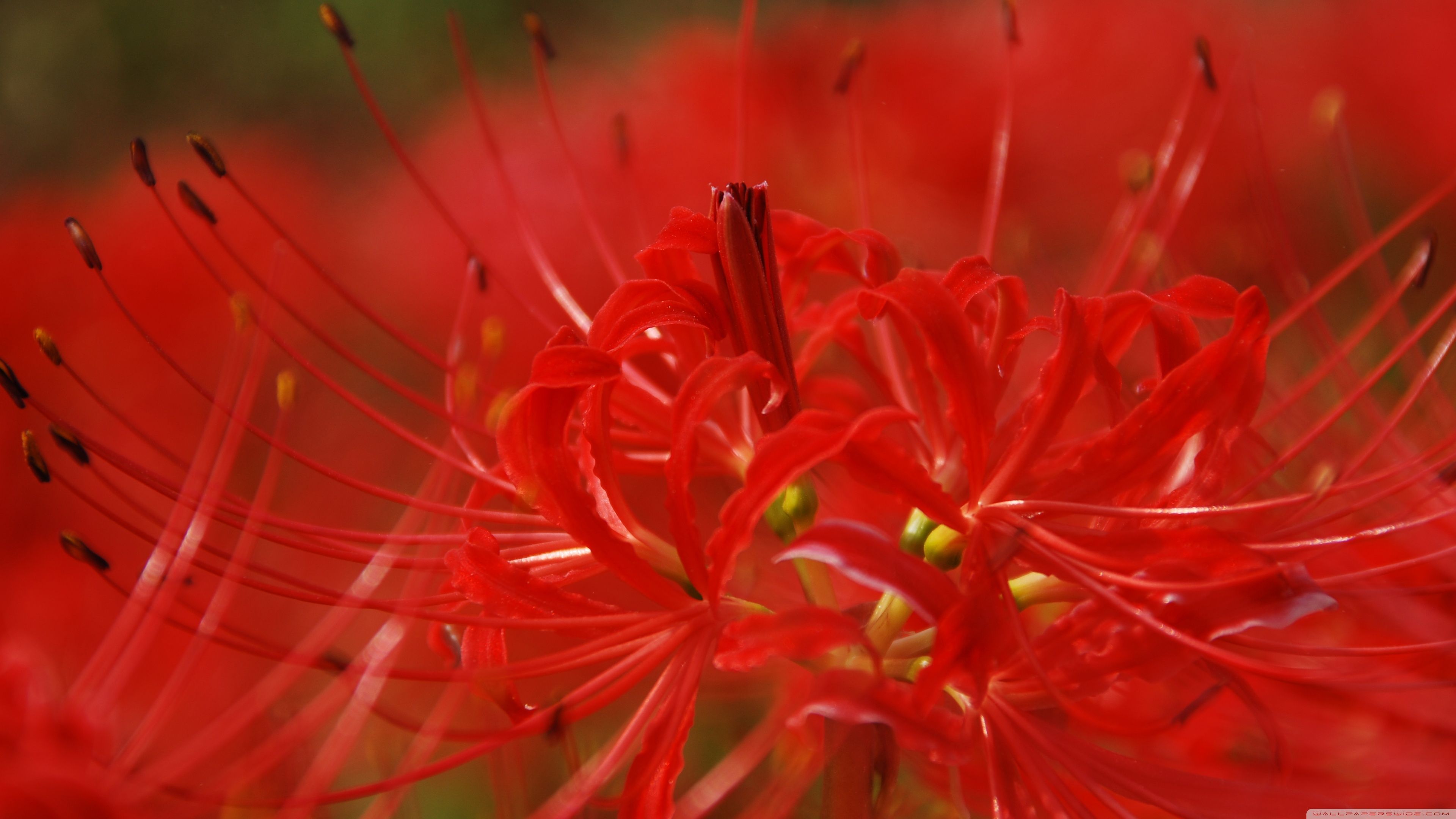3840x2160 Red Spider Lily 4K UHD Wallpaper for UltraHD Desktop and TV : Smartphone and Tablet Devices
