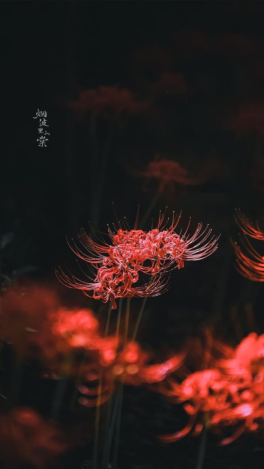 850x1511 Red spider lily HD wallpaper