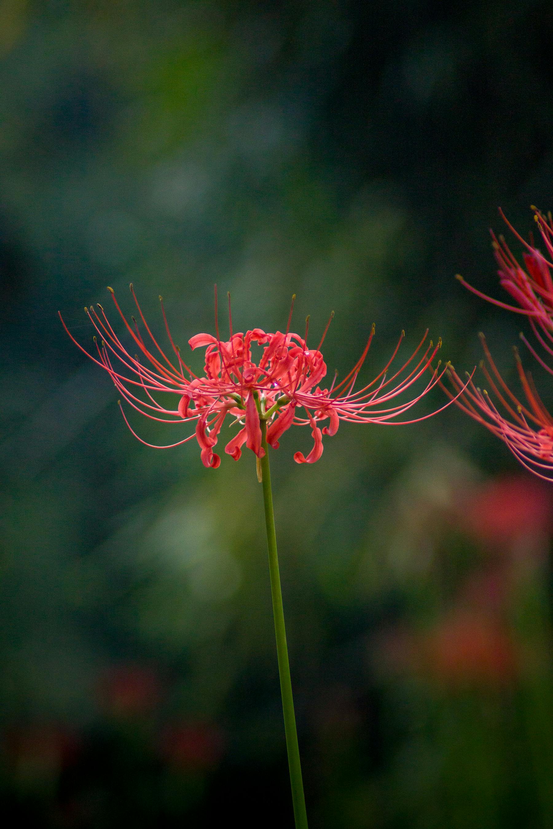1800x2700 Close Up Of A Red Spider Lily On Green Background · Free