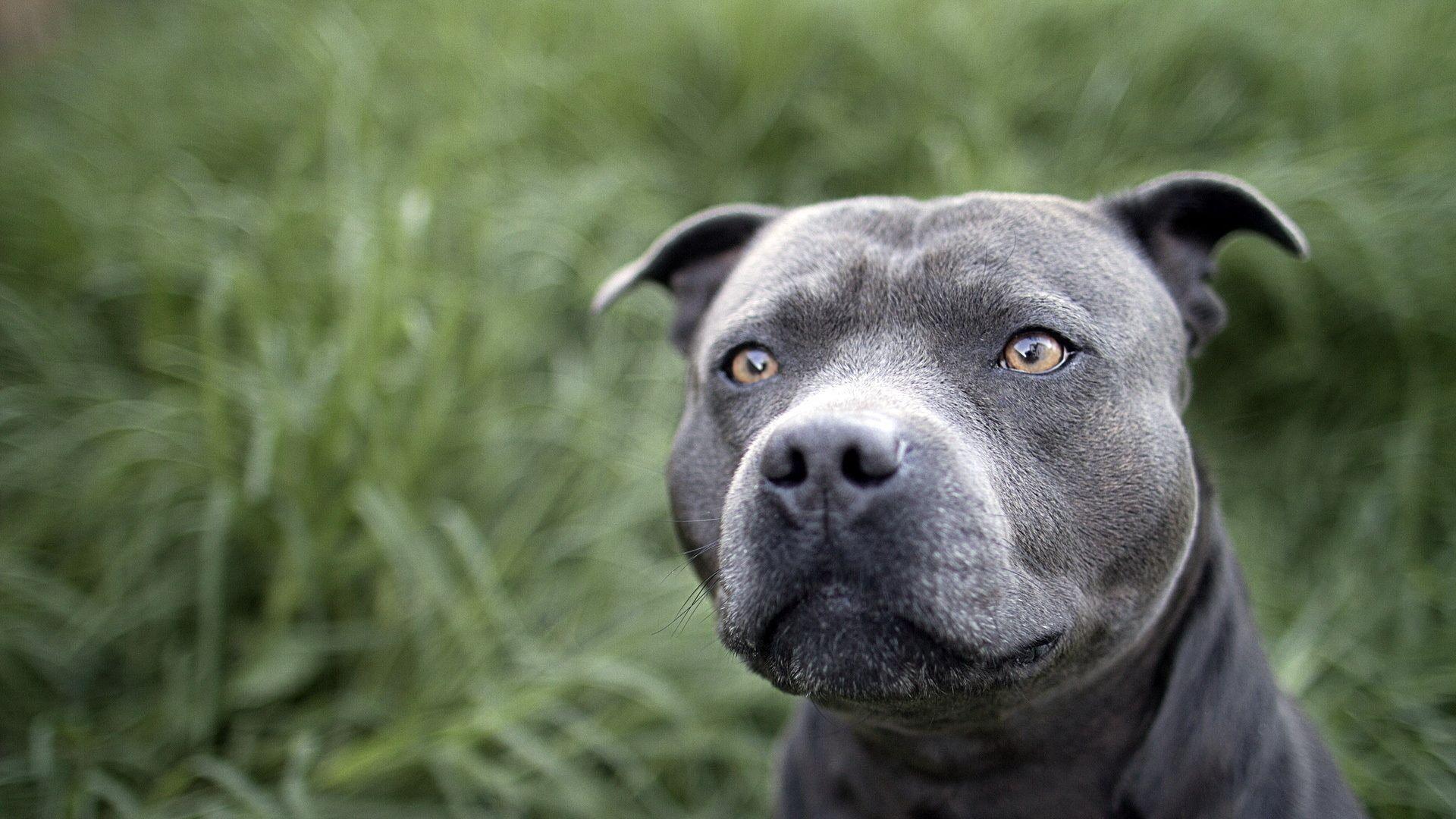 1920x1080 Pit Bulls Wallpaper